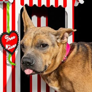 Ariel, Mixed Breed (Medium), adult, available for adoption