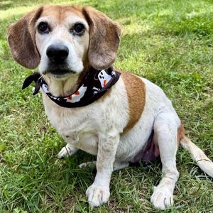 Frito, Beagle, senior, available for adoption