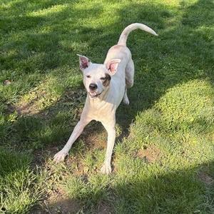 A white dog with brown markings around one eye is stretching on a grassy lawn.