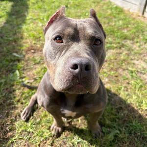 Rhonda, Terrier, American Pit Bull, adult, available for adoption
