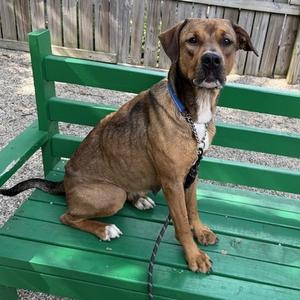 Savannah, Shepherd, adult, available for adoption