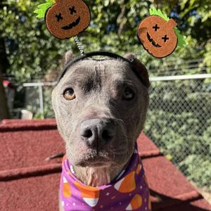 Lexie, Terrier, American Pit Bull, adult, available for adoption