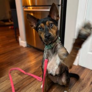 Oakley, Shepherd, adult, available for adoption