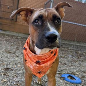 Hercules, Shepherd, adult, available for adoption