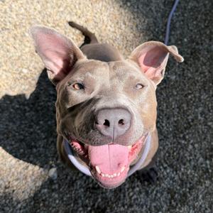 Dwayne, Terrier, American Pit Bull, adult, available for adoption