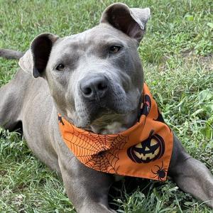 Dwayne, Terrier, American Pit Bull, adult, available for adoption