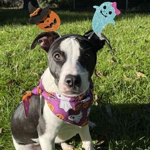 Boston, Terrier, American Pit Bull, adult, available for adoption