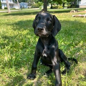Dale, Mixed Breed (Medium), puppy, available for adoption