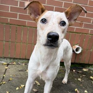Aurora, Mixed Breed (Medium), adult, available for adoption