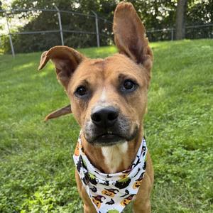 Bernard, Shepherd, senior, available for adoption