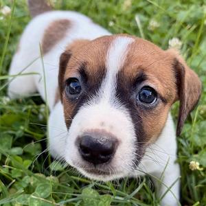 Hoot, Terrier, Jack Russell, puppy, available for adoption