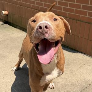 Nico, Terrier, American Pit Bull, adult, available for adoption