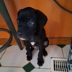 Maizy, Mixed Breed (Medium), puppy, available for adoption