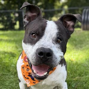 Mahogany, Terrier, American Pit Bull, adult, available for adoption