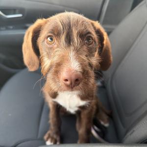 Rabbit Rose, Poodle, puppy, available for adoption