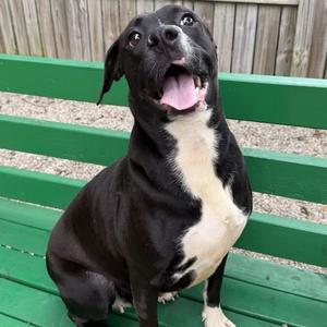 Bronco Belle, Terrier, American Pit Bull, adult, available for adoption