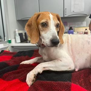 Honey, Beagle, adult, available for adoption
