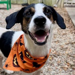 Cedar, Shepherd, Australian, adult, available for adoption