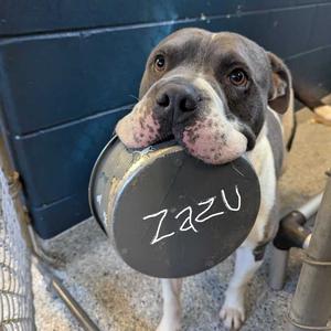 Zazu, Bulldog, American, adult, available for adoption