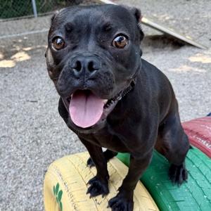 Toffee Teefer, Mixed Breed (Medium), adult, available for adoption