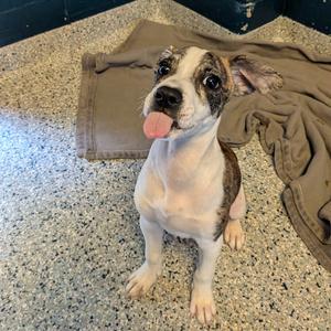 Bruno, Mixed Breed (Medium), puppy, available for adoption