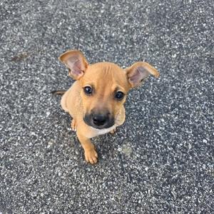 a small brown puppy sitting on a gray surface