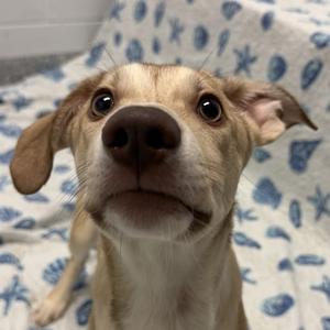 Raspberry Strudel, Husky, puppy, available for adoption