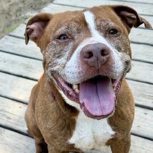Theodore, Terrier, Pit Bull, adult, available for adoption