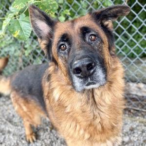 Boomerang, Shepherd, senior, available for adoption