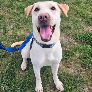 Biscuit, Retriever, Yellow Labrador, adult, available for adoption