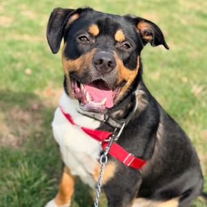 Loki, Shepherd, Australian, adult, available for adoption
