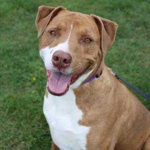 A brown and white dog with floppy ears and a pink tongue sticking out, sitting on grass.