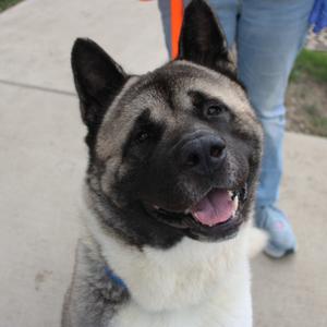 Groot, Akita, adult, available for adoption