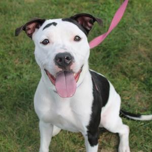 Rumi, Terrier, Pit Bull, adult, available for adoption
