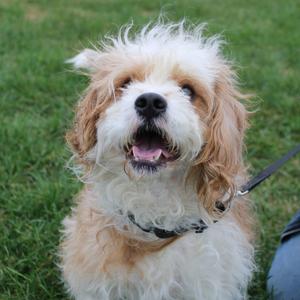 A fluffy dog with a white and brown coat, wearing a black collar, sitting on grass.