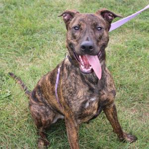 A brindle-colored dog with a pink tongue sticking out, sitting on grass with a purple leash attached to its collar.