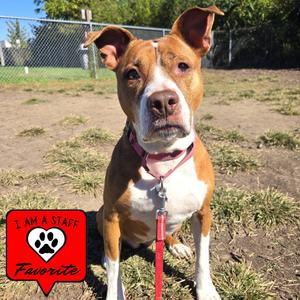 Neena, Terrier, Pit Bull, adult, available for adoption