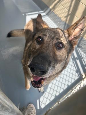 A German Shepherd dog looking up at the camera with its mouth open, standing on a metal surface with a chain-link fence in the background.