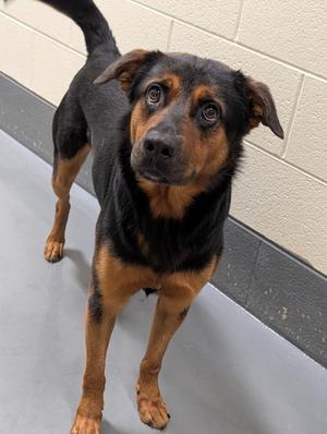 Chief, Shepherd/Unknown, adult, available for adoption