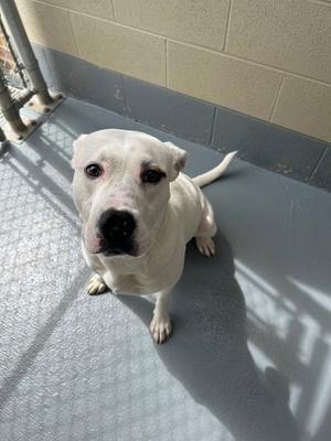 Azara, Pit Bull Terrier/Labrador Retriever, adult, available for adoption