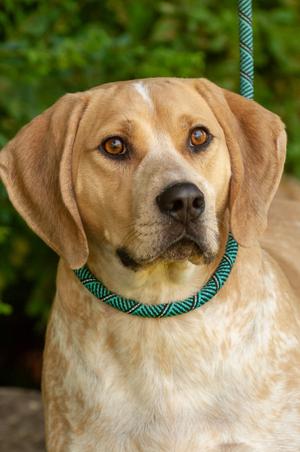 Pluto, Coonhound/Unknown, adult, available for adoption