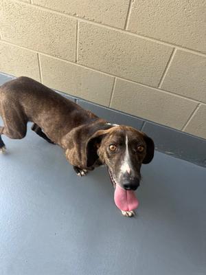 Jasper, Mountain Cur/Unknown, adult, available for adoption