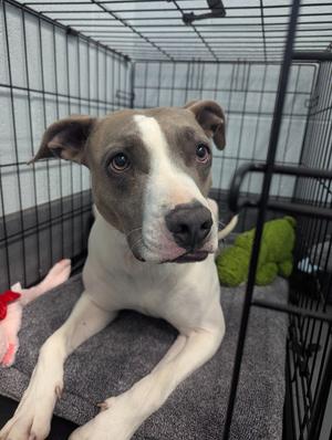 Blue Bell, Pit Bull Terrier/Boxer, adult, available for adoption