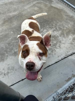 Billy, Pit Bull Terrier, senior, available for adoption