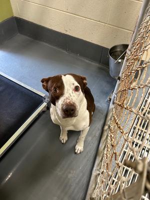 Hunter, Hound/Unknown, adult, available for adoption