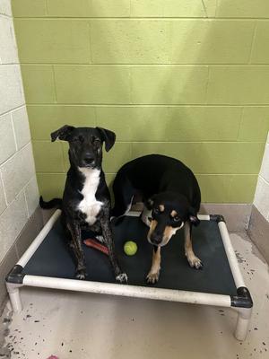 Carly, Hound/Unknown, adult, available for adoption