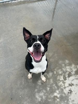 Cuddles, Pit Bull Terrier, adult, available for adoption