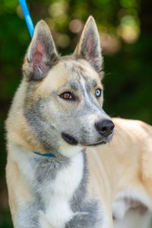 Cupun/Opium/Axel, Husky/Unknown, adult, available for adoption