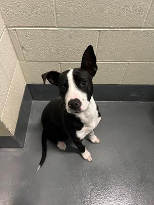 Ella, Pit Bull Terrier/Unknown, adult, available for adoption