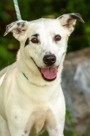 Lady, Australian Shepherd/Shepherd, adult, available for adoption